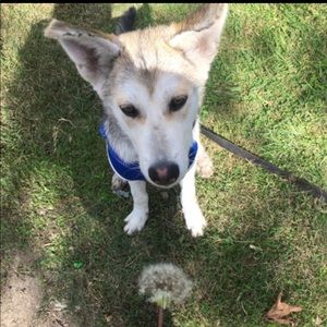 Meet your Posher, Samuel